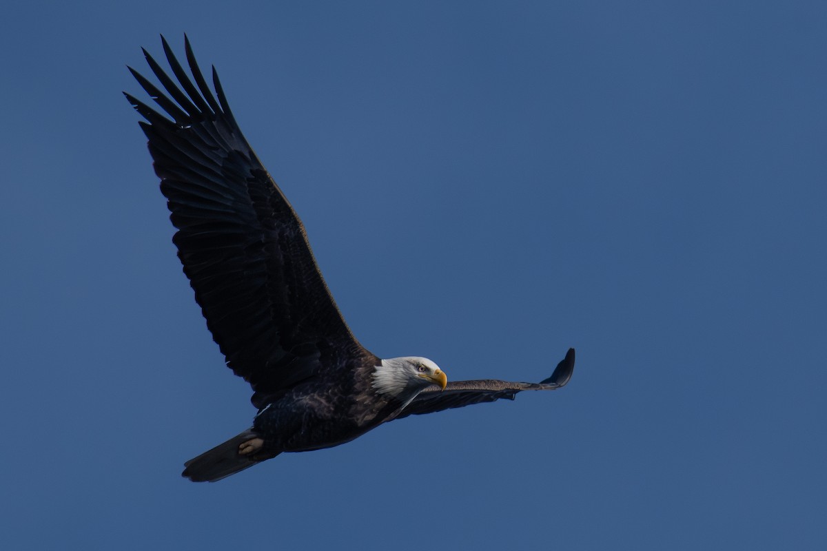 Itsas arrano buruzuria - ML646202098