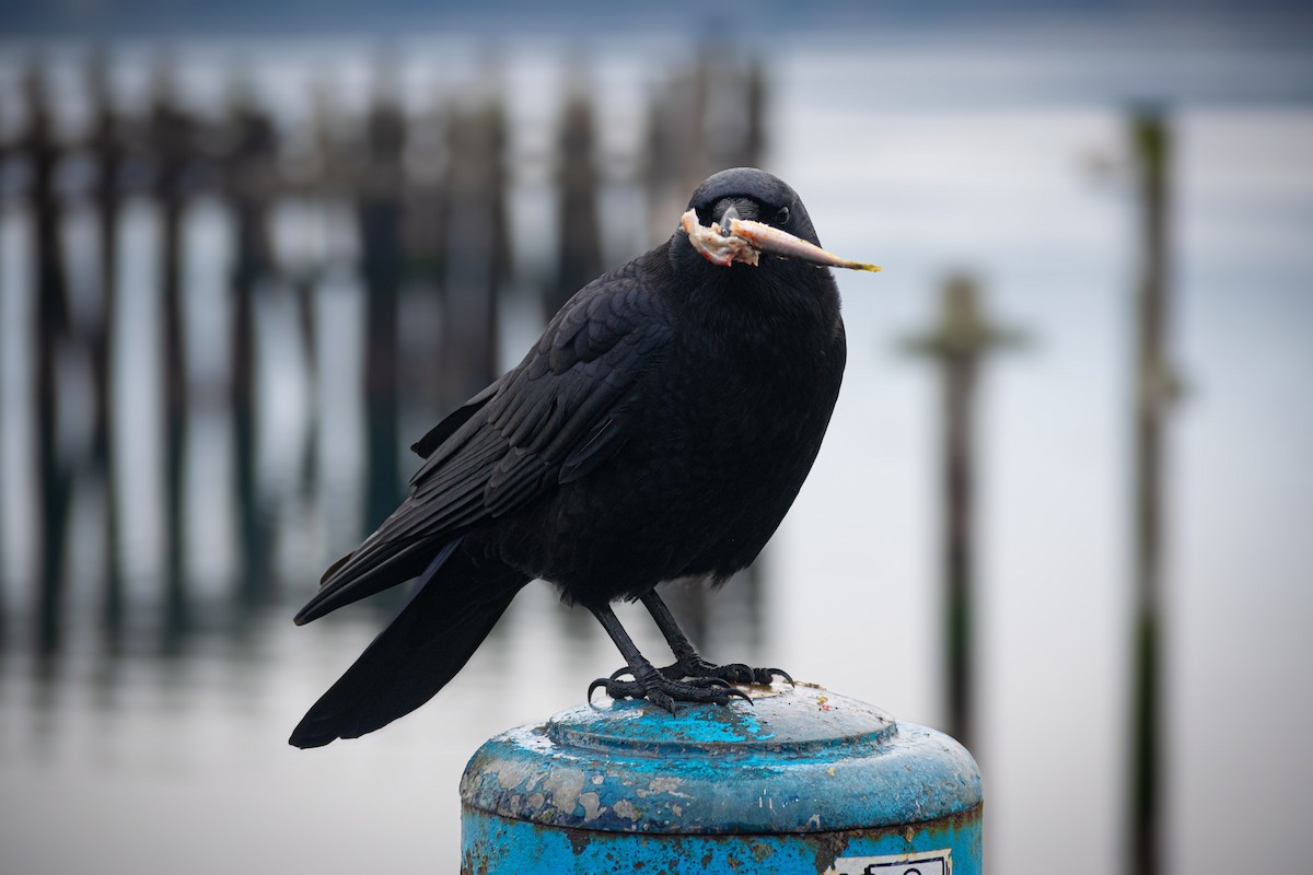 American Crow - ML646202099