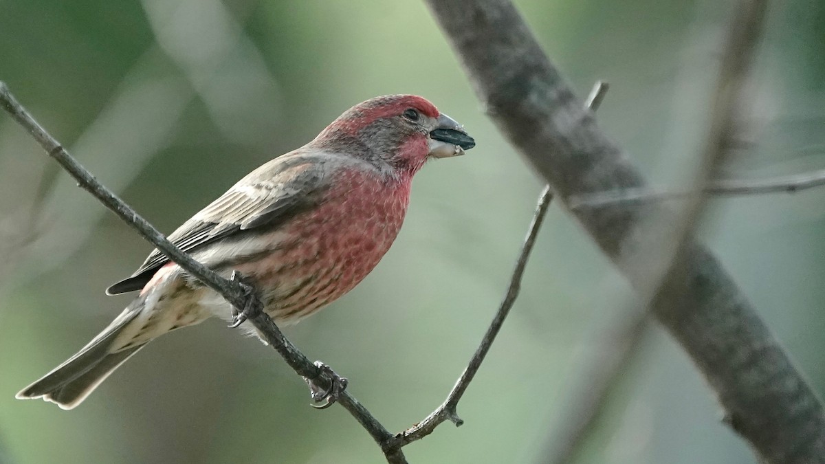 Burugorri arrunta - ML646202100