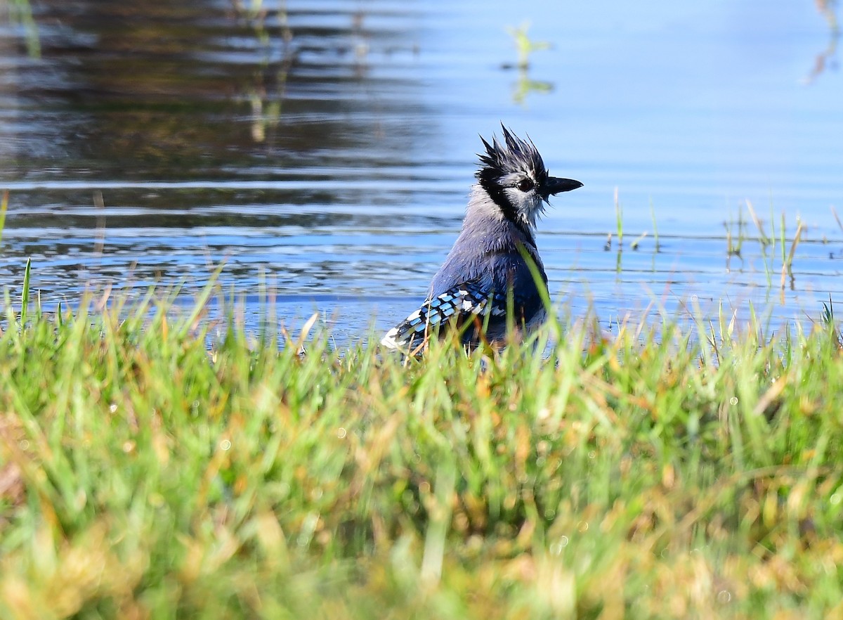 Blue Jay - ML646202101