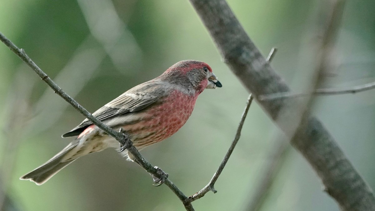 Burugorri arrunta - ML646202102