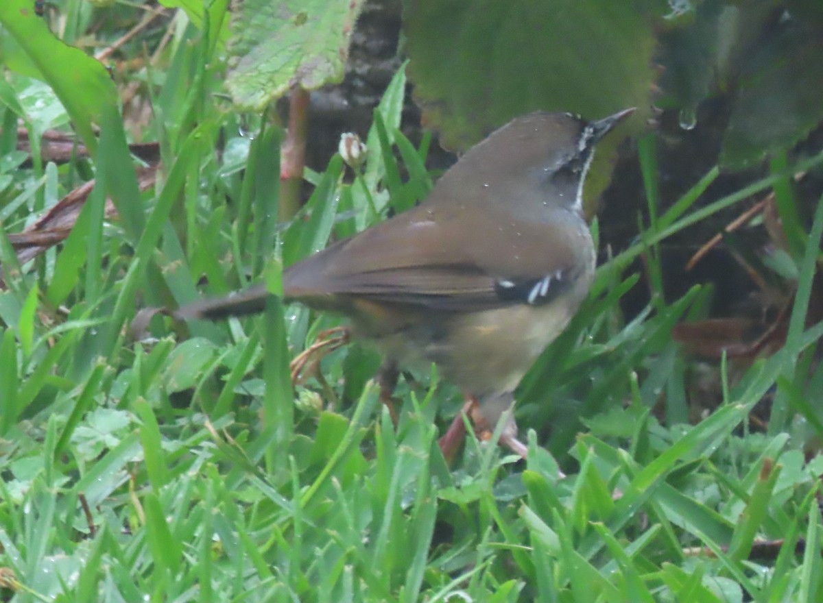 White-browed Scrubwren - ML646202103