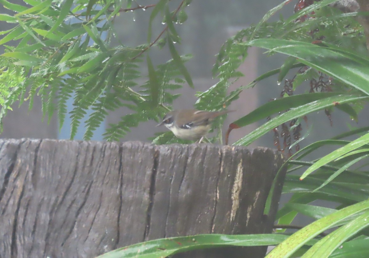 White-browed Scrubwren - ML646202104