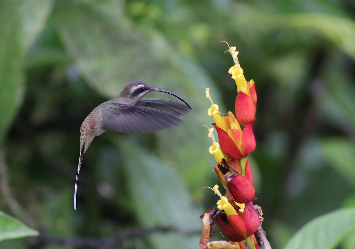 Long-billed Hermit - ML646202105