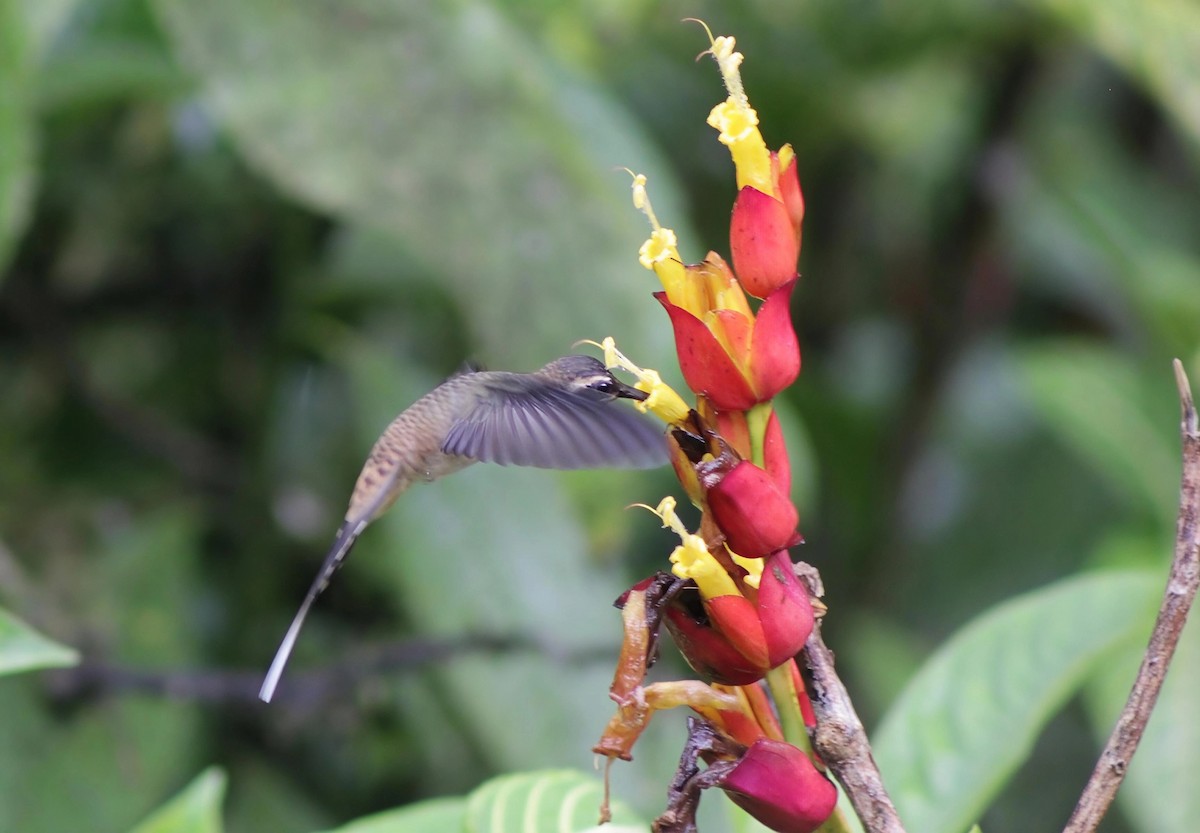 Long-billed Hermit - ML646202106