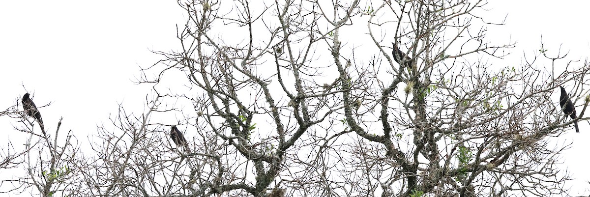 Screaming Cowbird - ML646202107