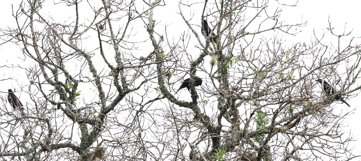 Screaming Cowbird - ML646202108