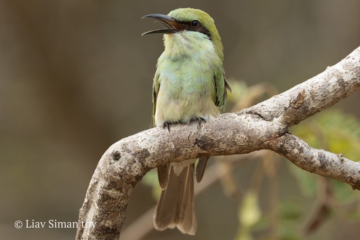 Erle-txori berde asiarra - ML646202110