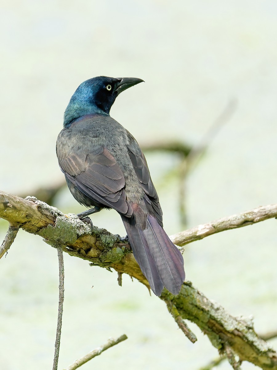Common Grackle - ML646202111