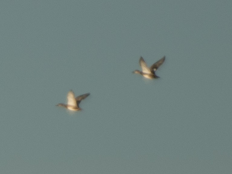 Ipar-ahatea - ML646202112