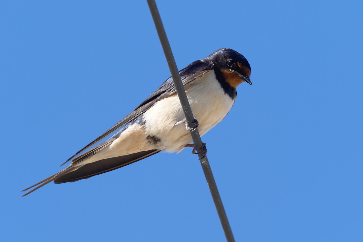 Enara arrunta (rustica) - ML646202113