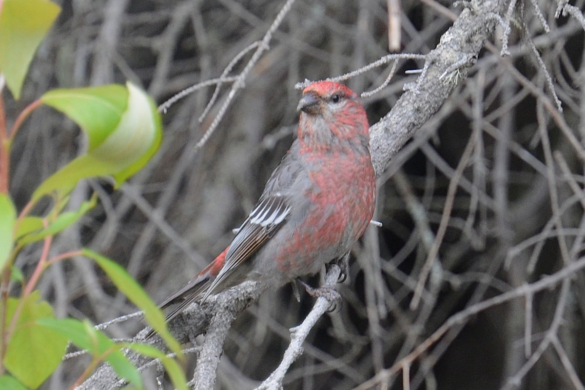 Pine Grosbeak - ML646202117