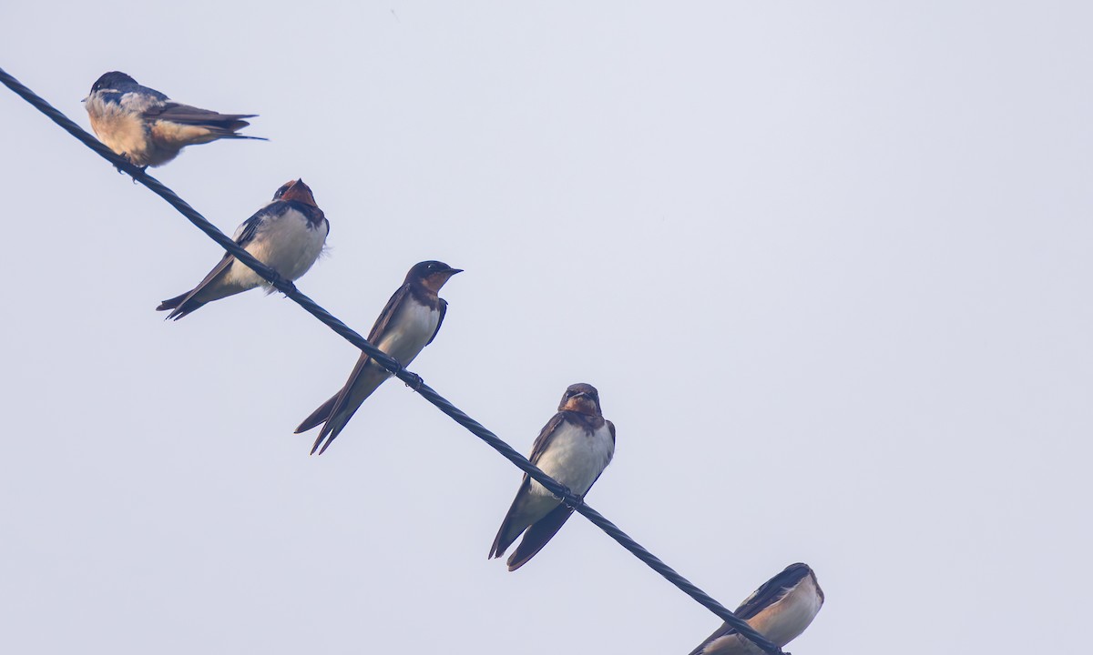 Ластівка сільська (підвид gutturalis/mandschurica) - ML646202124