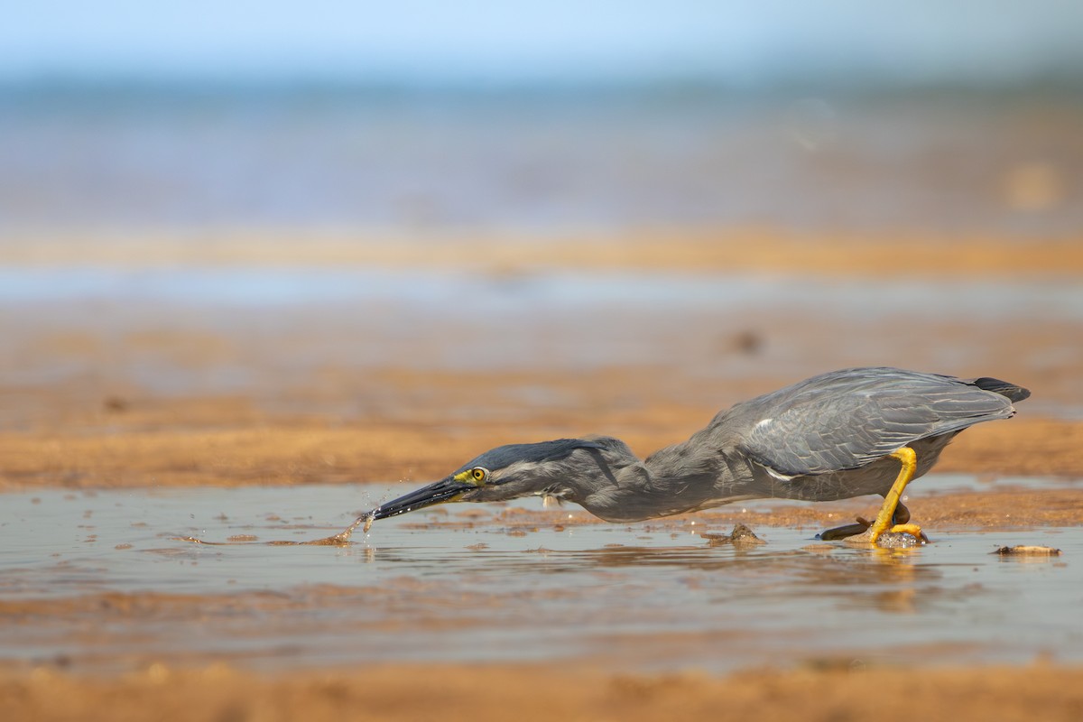 Little Heron - ML646202138