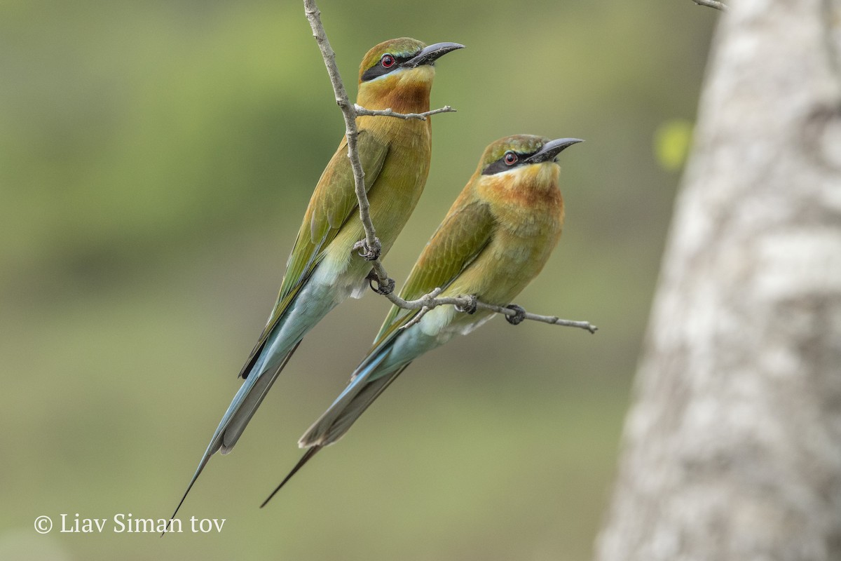 Blue-tailed Bee-eater - ML646202139