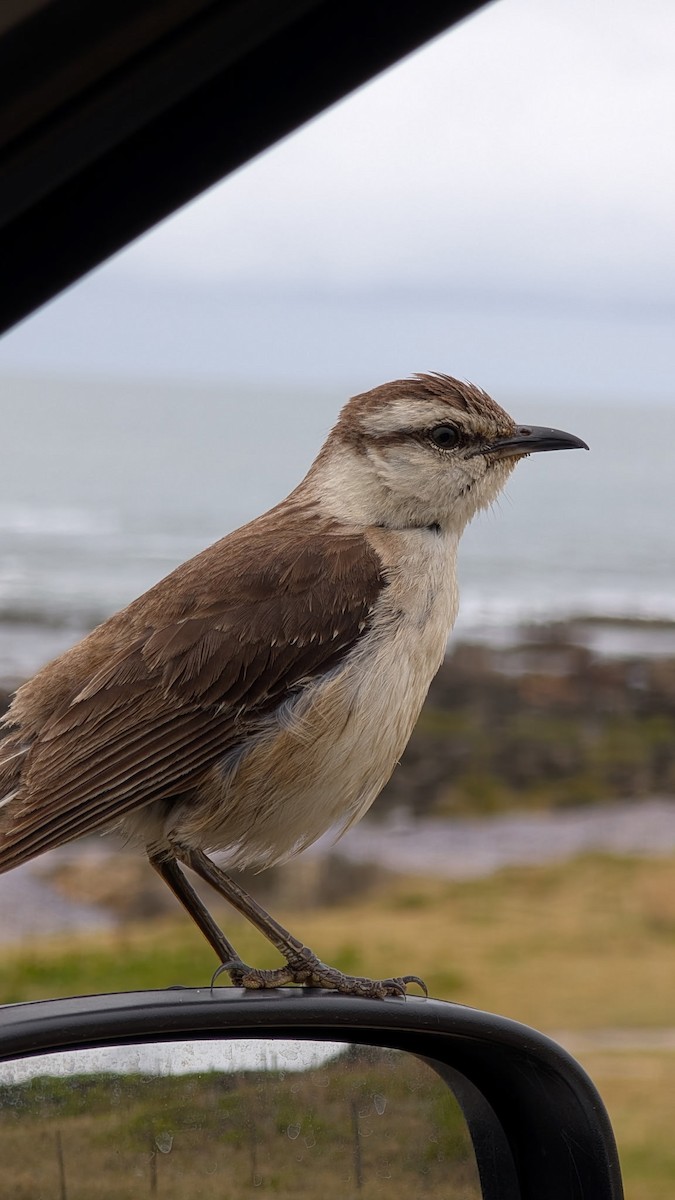 Sinsonte Calandria - ML646202140