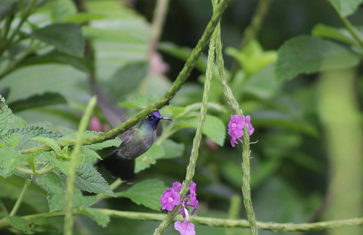 kolibřík fialovohlavý - ML646202142