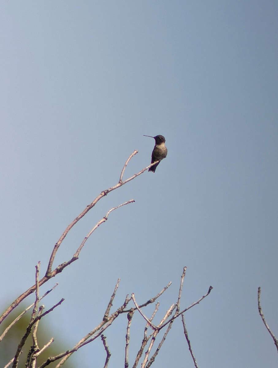 Black-chinned Hummingbird - ML646202143