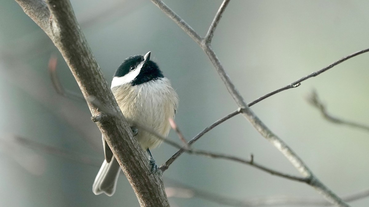 Carolina Chickadee - ML646202148