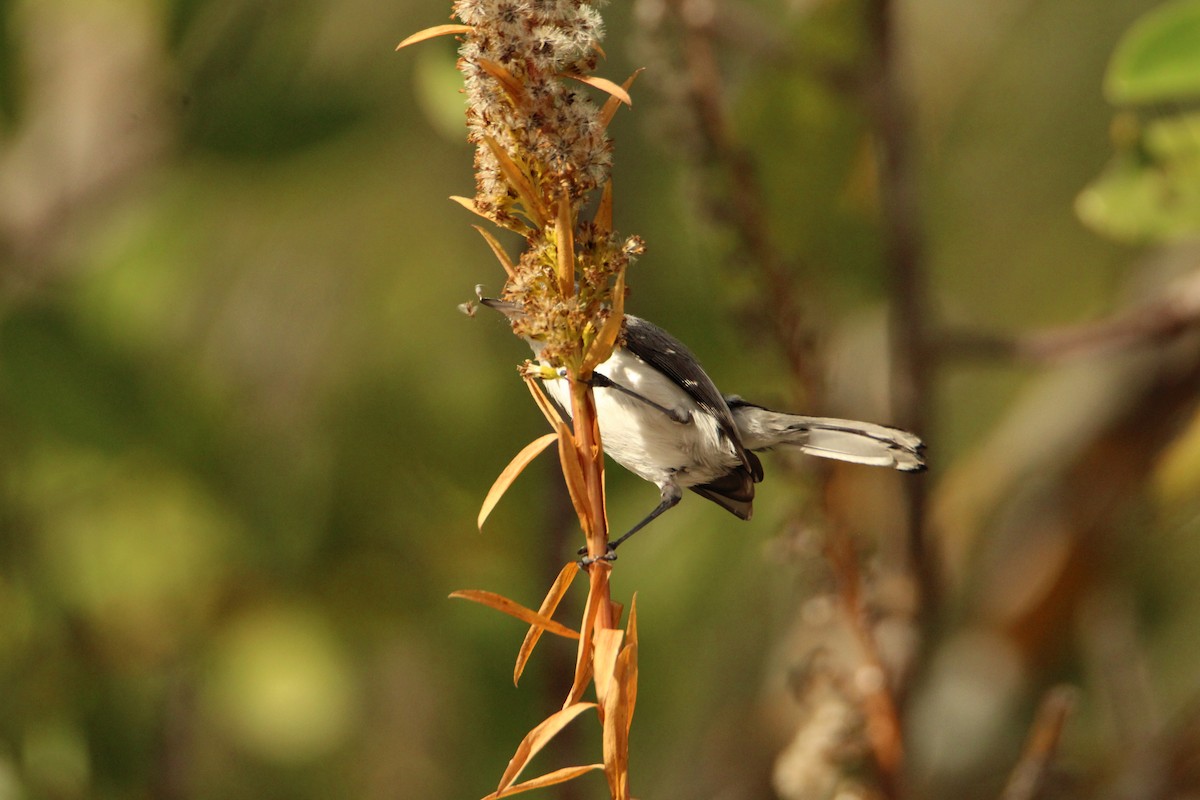Blue-gray Gnatcatcher - ML646202149