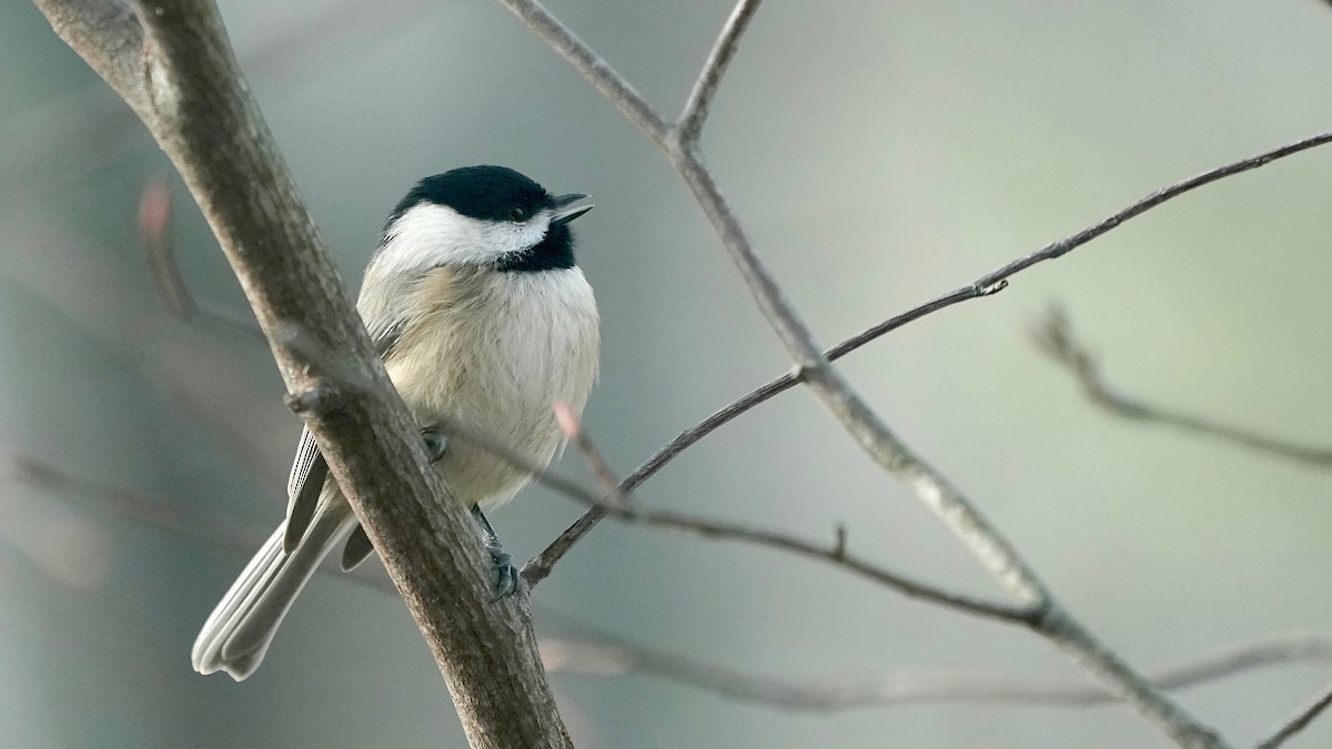 Carolina Chickadee - ML646202150