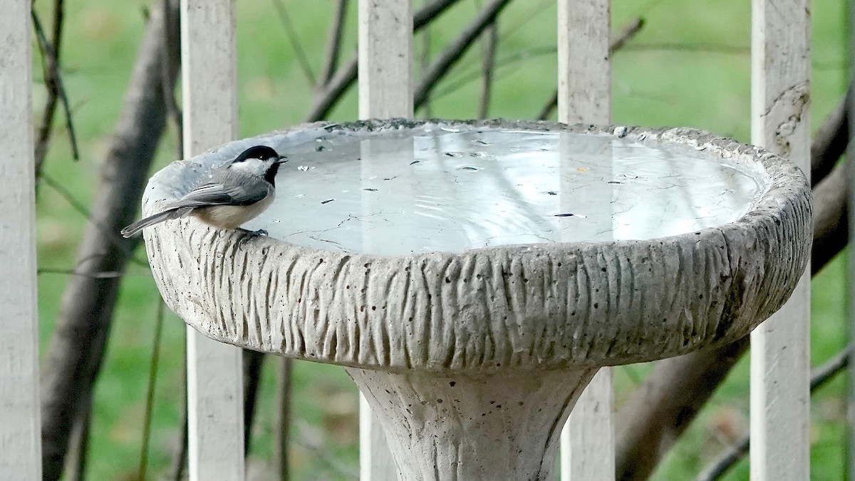 Carolina Chickadee - ML646202155