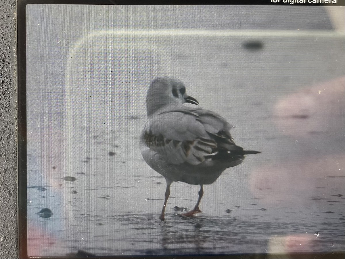 Bonaparte's Gull - ML646202158