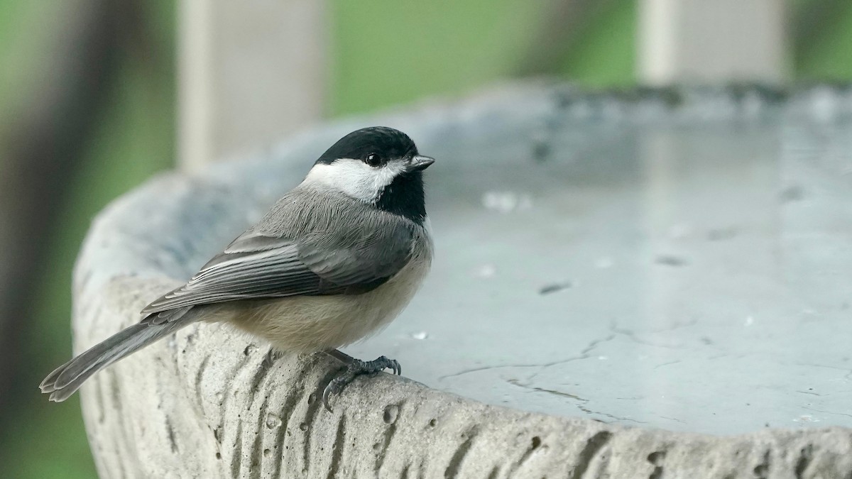 Carolina Chickadee - ML646202159