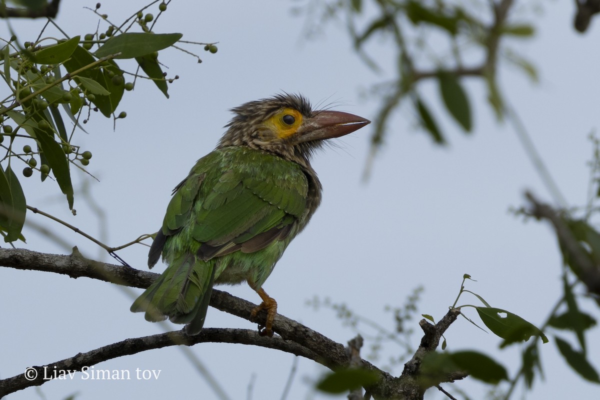 Brown-headed Barbet - ML646202161
