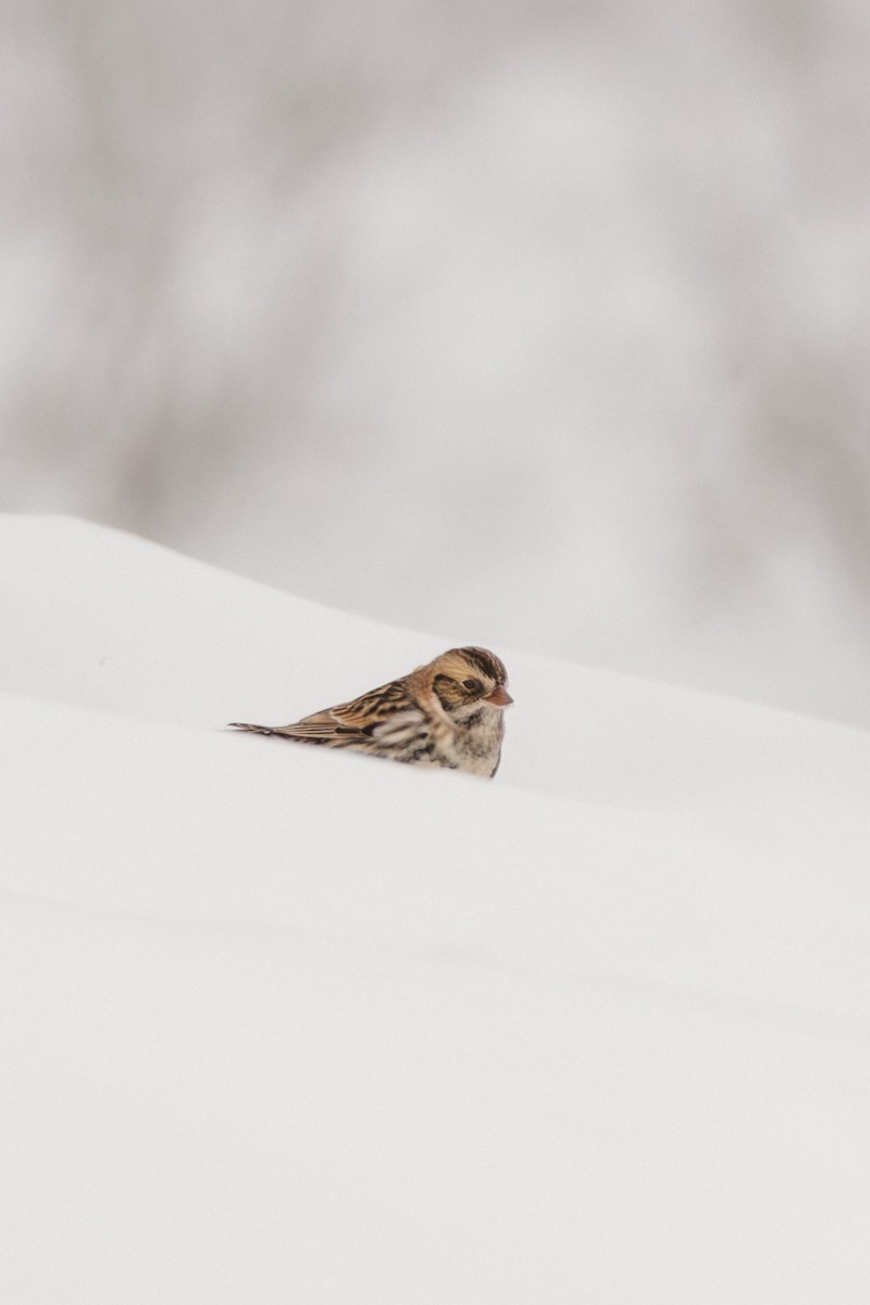 Lapland Longspur - ML646202166