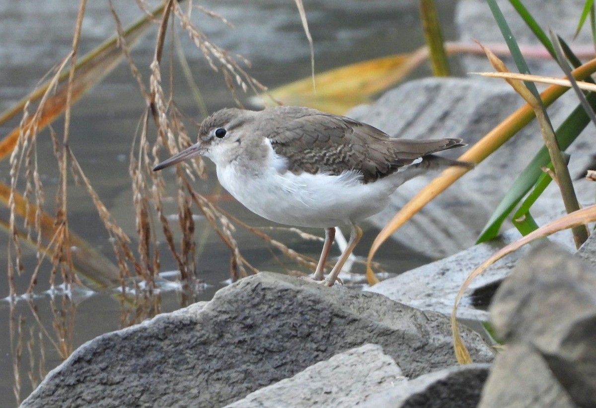 Spotted Sandpiper - ML646202173