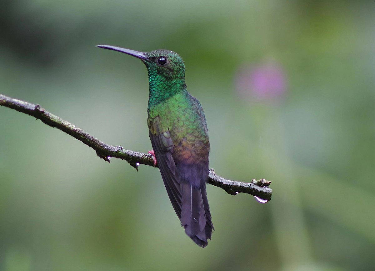 kolibřík křivozobý - ML646202176