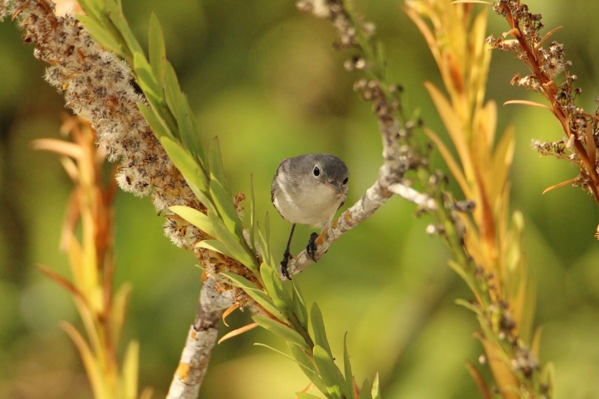 Blue-gray Gnatcatcher - ML646202177