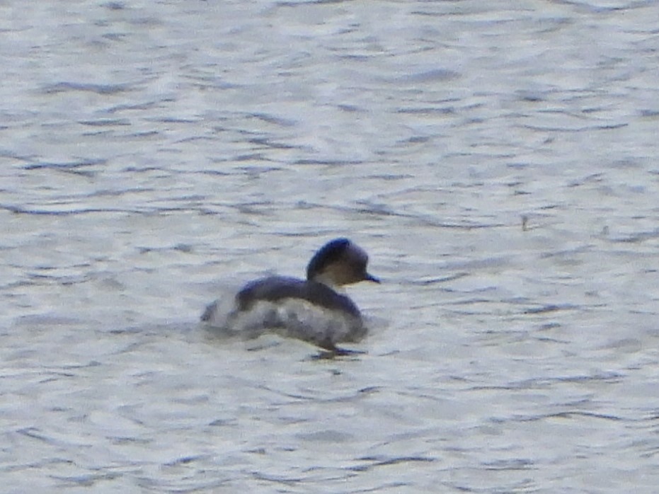 Silvery Grebe - ML646202178