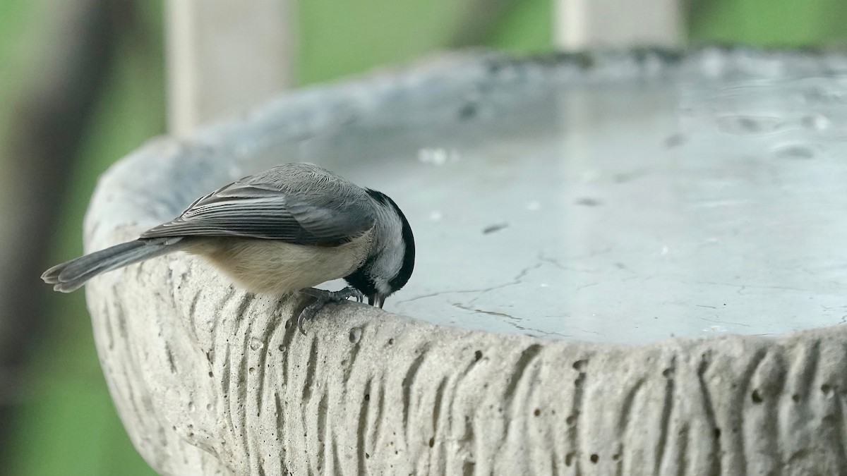Carolina Chickadee - ML646202180