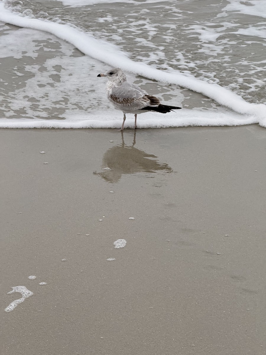 Ring-billed Gull - ML646202181