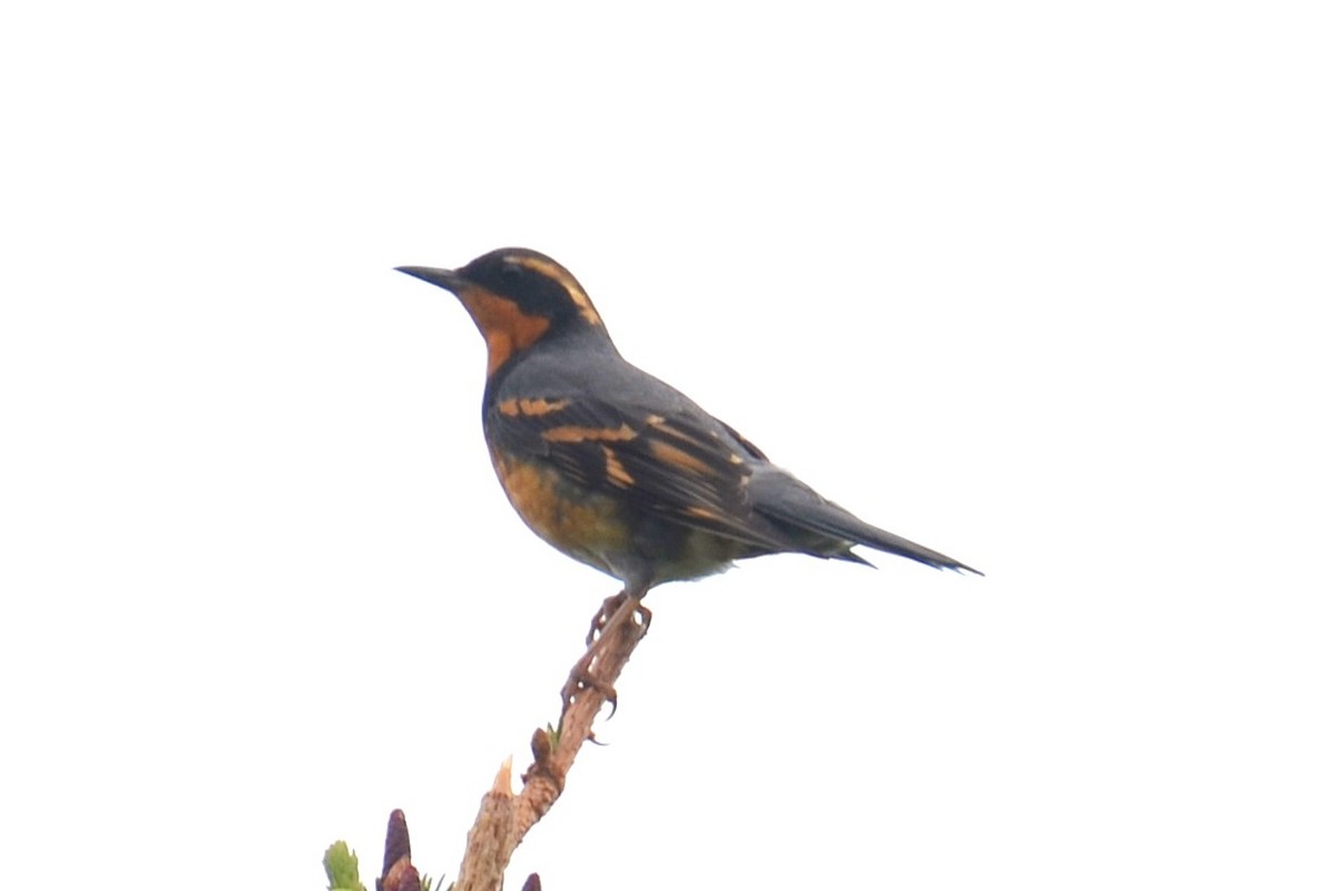 Varied Thrush - ML646202183