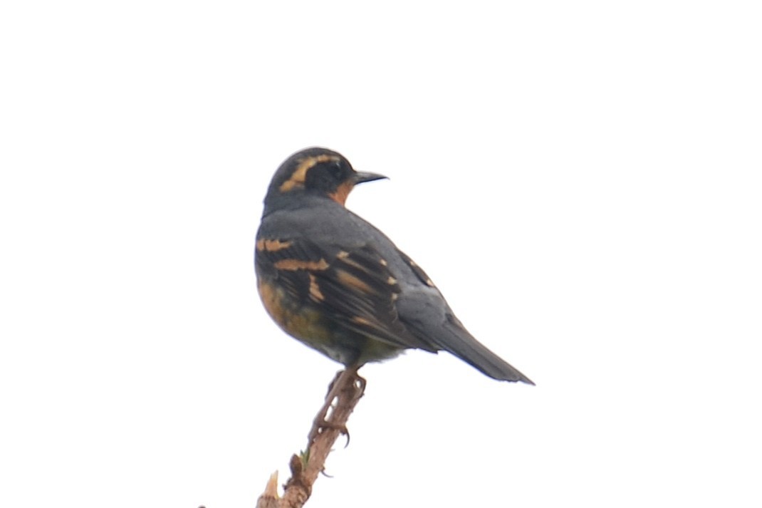 Varied Thrush - ML646202184
