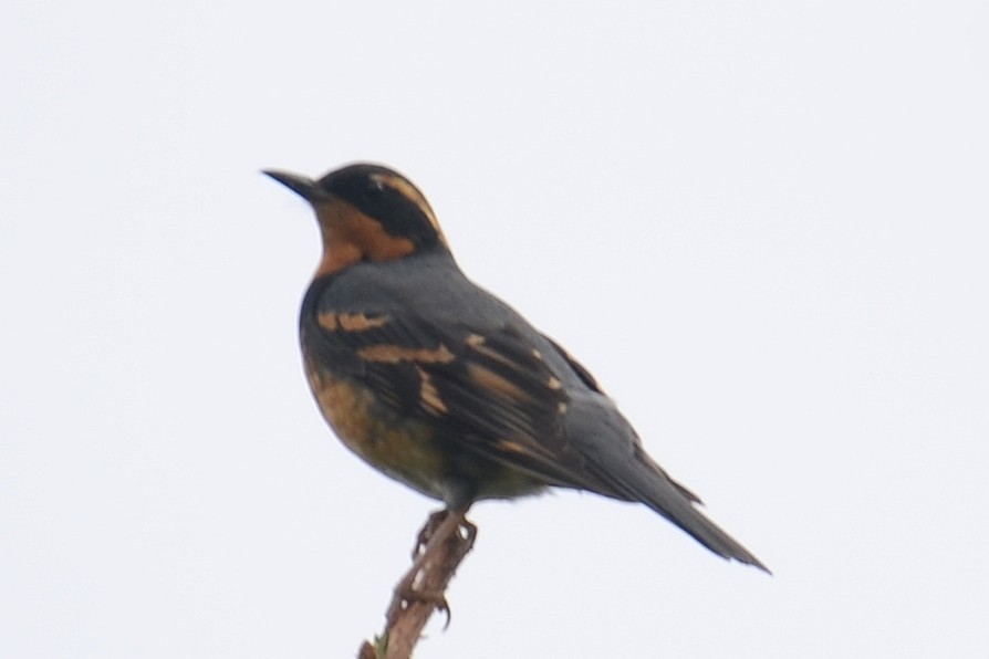 Varied Thrush - ML646202185