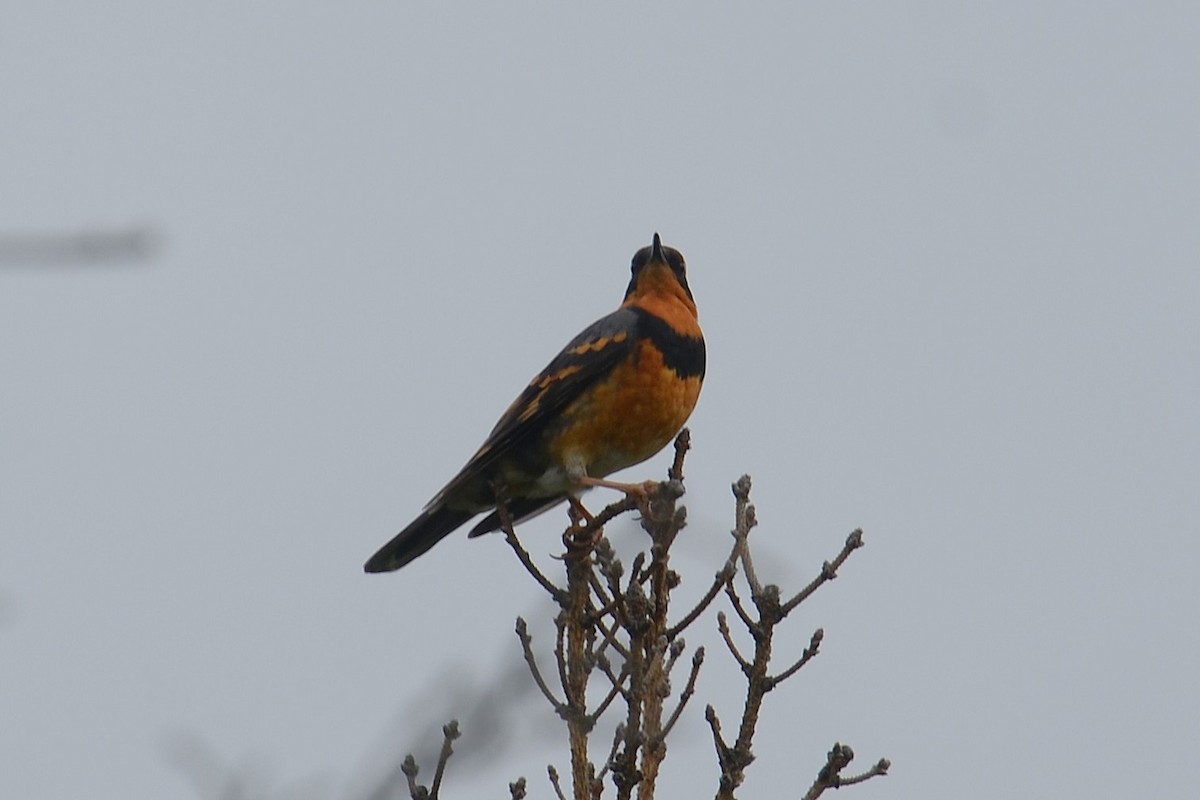 Varied Thrush - ML646202186