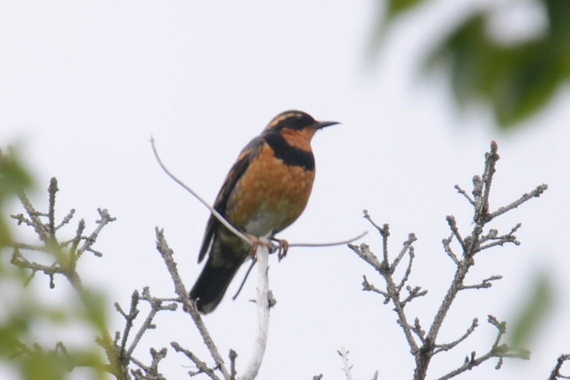 Varied Thrush - ML646202187