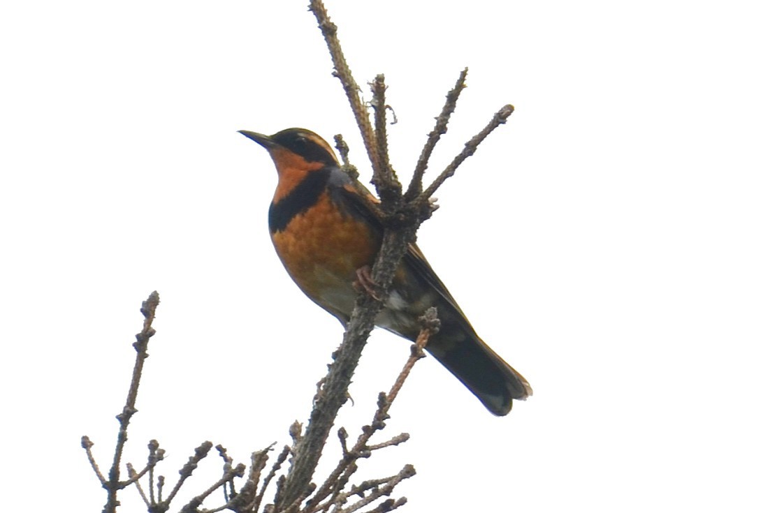 Varied Thrush - ML646202188