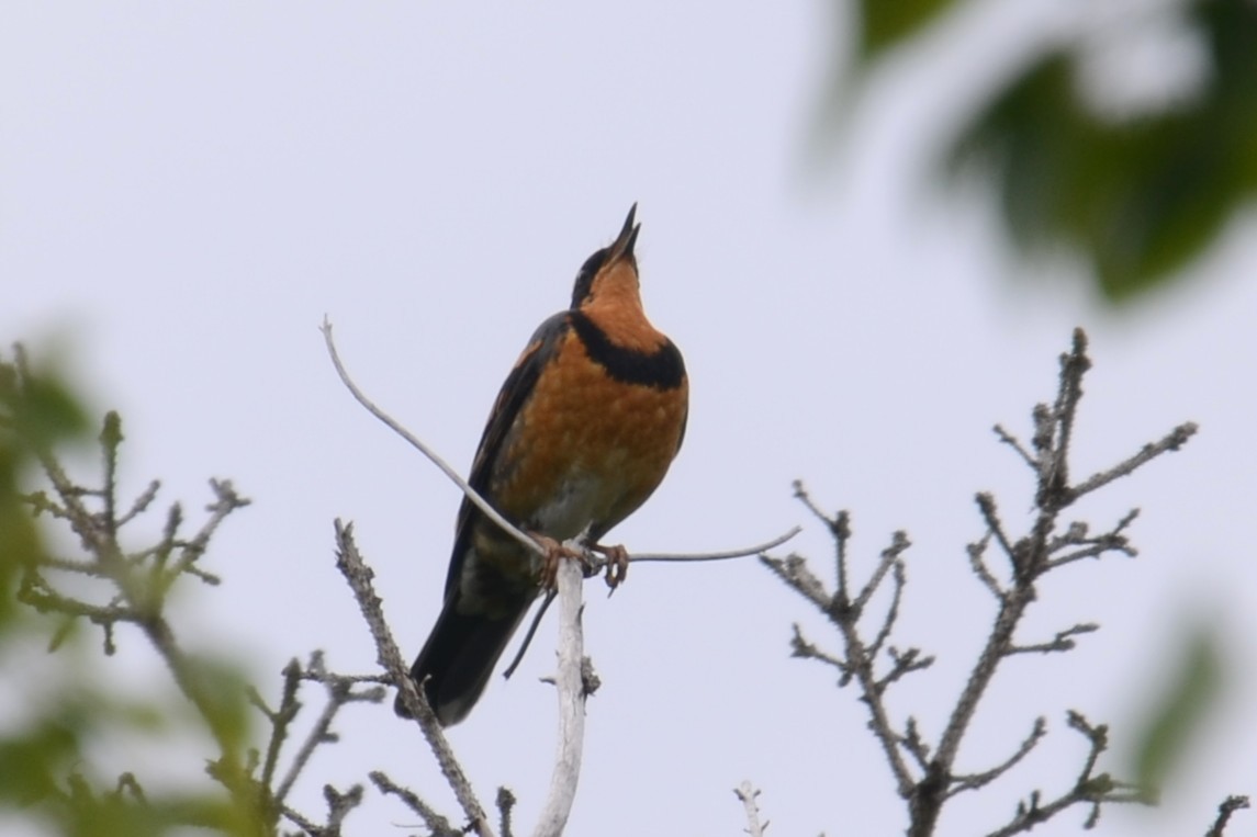 Varied Thrush - ML646202189