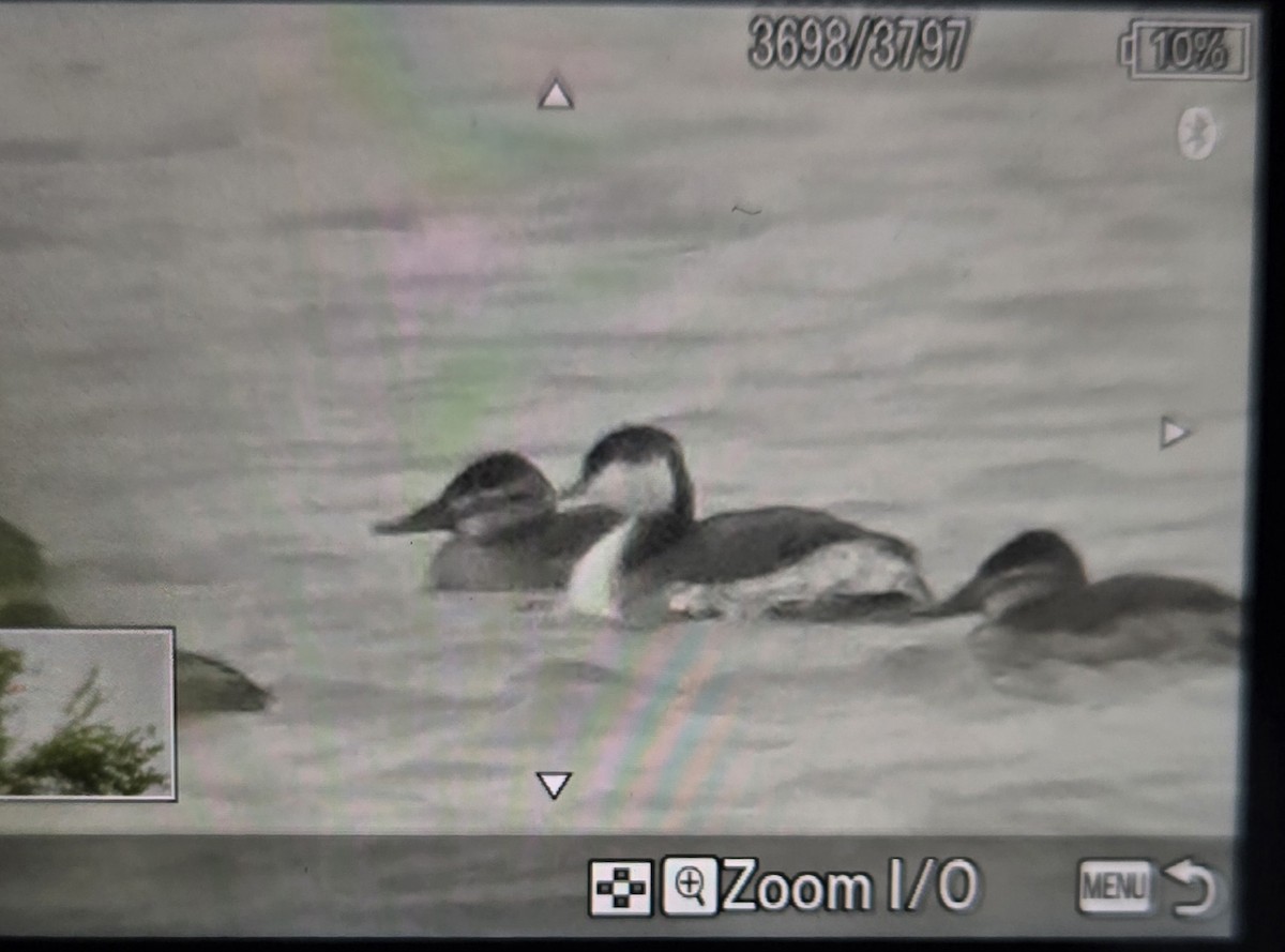 Horned Grebe - ML646202194