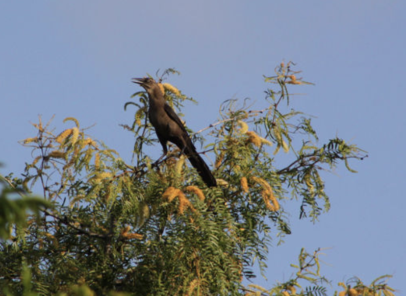 Great-tailed Grackle - ML646202195