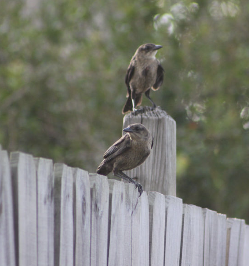 Great-tailed Grackle - ML646202196