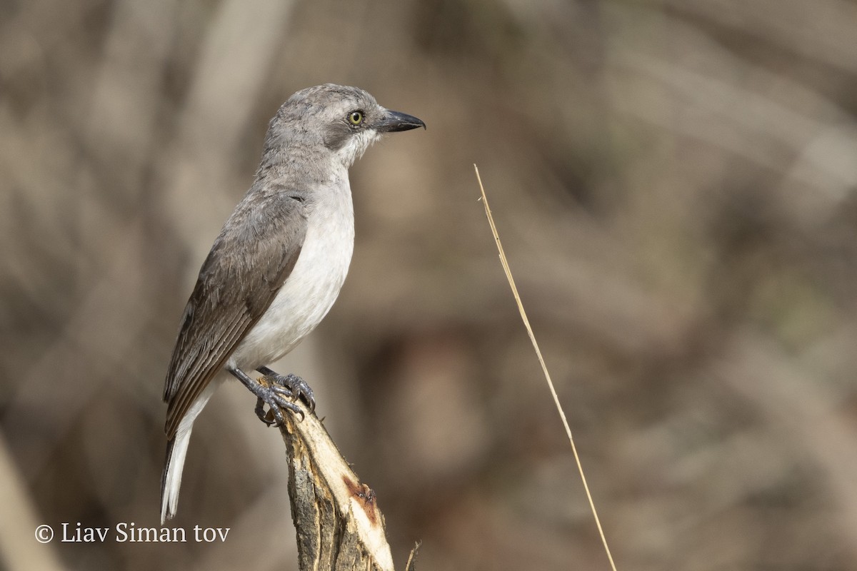 Sri Lanka Woodshrike - ML646202198