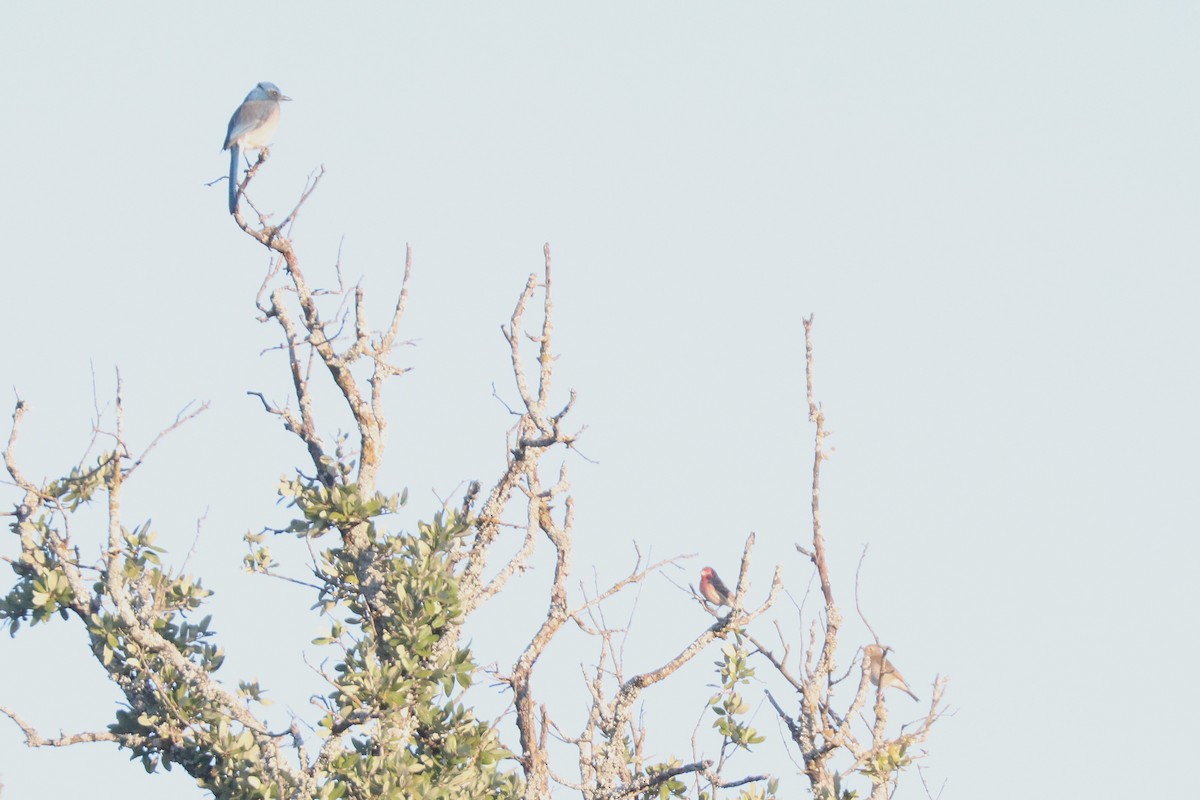 House Finch - ML646202203