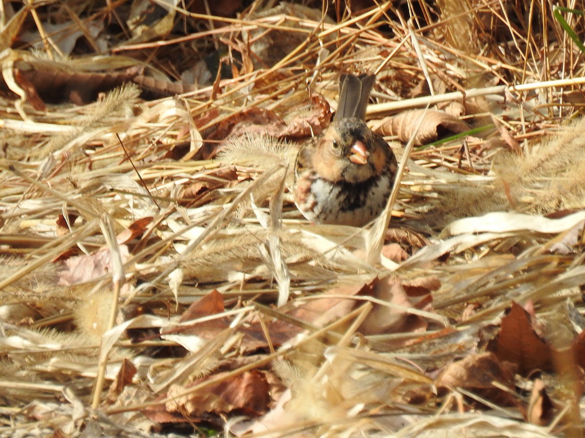 Bruant à face noire - ML646202205