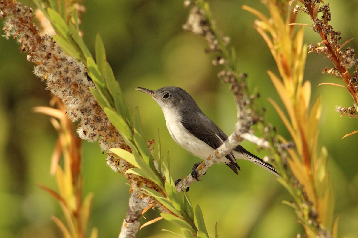 Blue-gray Gnatcatcher - ML646202213